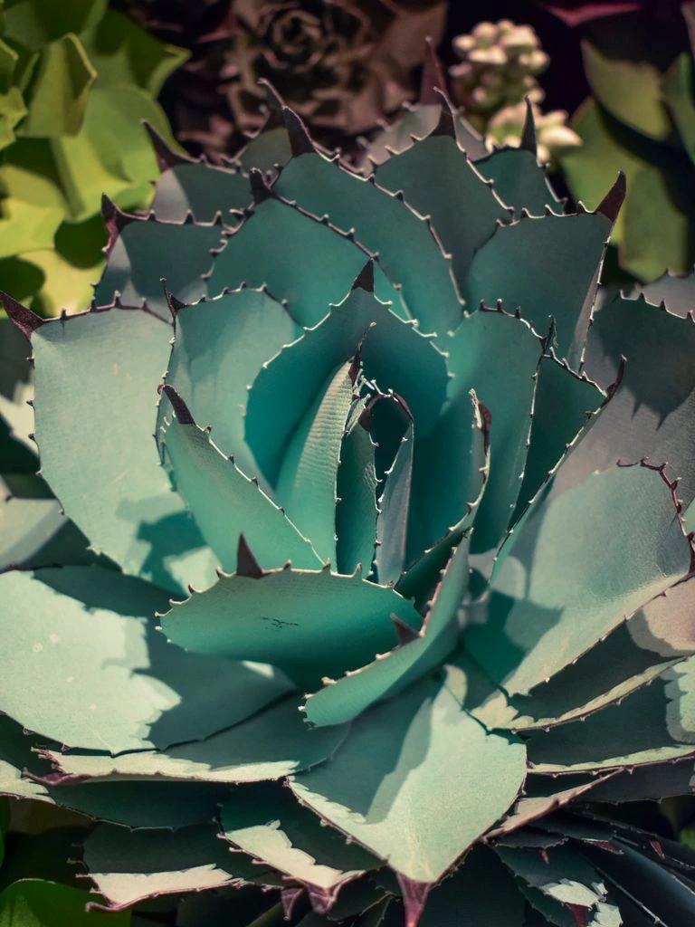 Blue agave leaves with morning dew